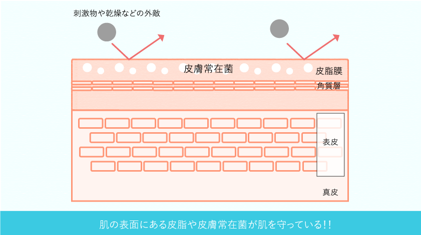 肌バリア機能