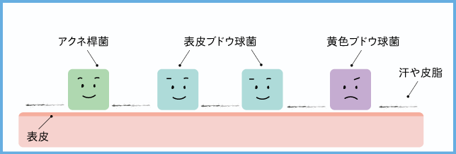 皮膚常在菌